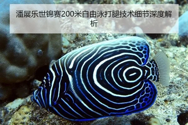 潘展乐世锦赛200米自由泳打腿技术细节深度解析